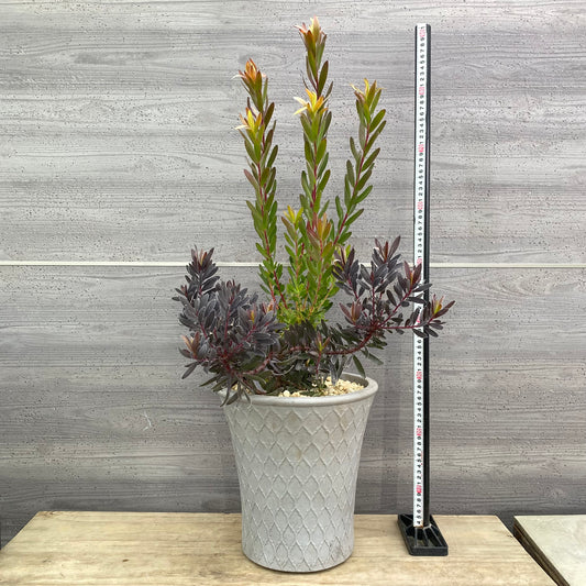 社長植栽★リューカデンドロン　サファリサンセット/バーガンディサンセット　寄せ植え　陶器鉢グレー