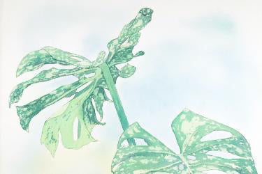 原画★モンステラ　タイコンステレーション　50×25cm