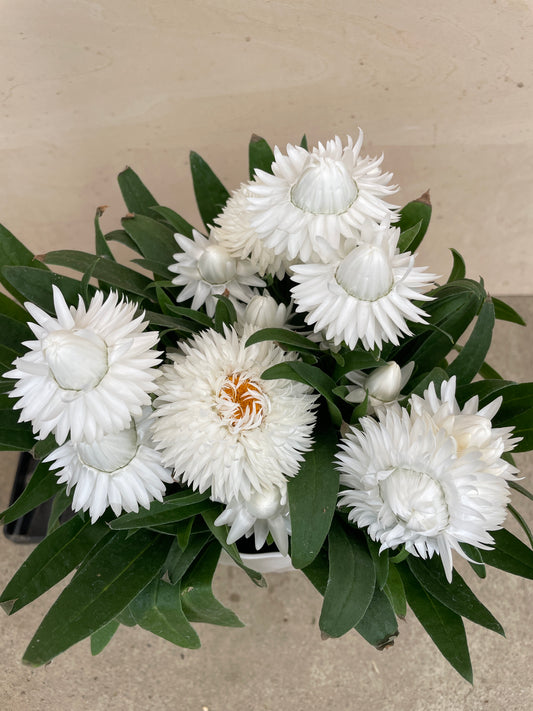 No.27014　ヘリクリサム（ブラクテアンサ　モハベ）白　5号鉢