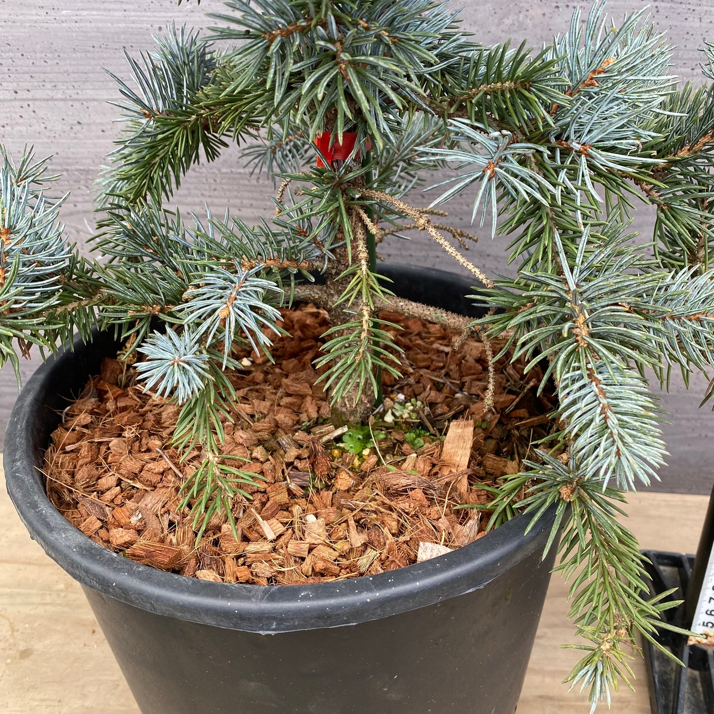 ピセア　プンゲンス　ホプシー　9号鉢