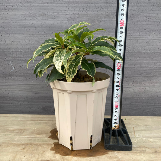 万両　斑入り　曙大鵬　５号スリット鉢/オリジナル色