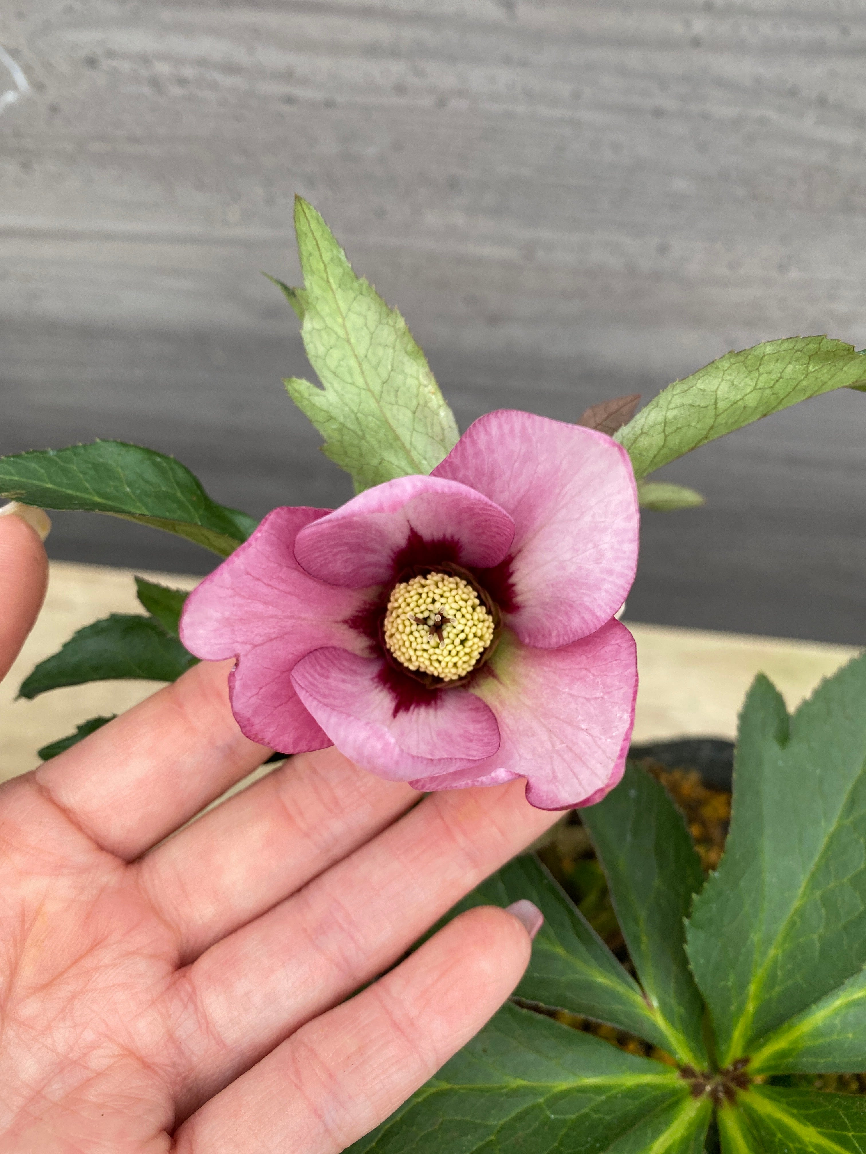 Pickup 全ての商品 – 植物家族