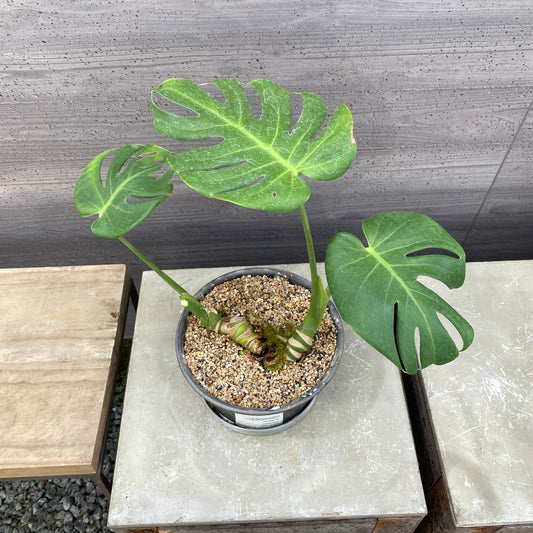 モンステラ　SMOKED PLANTER