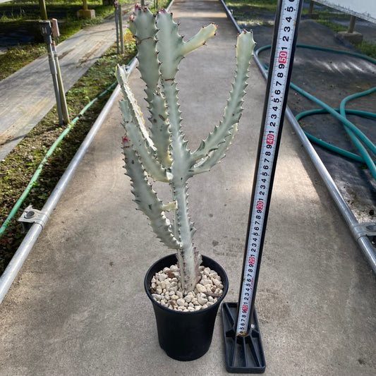 06053　ホワイトゴースト