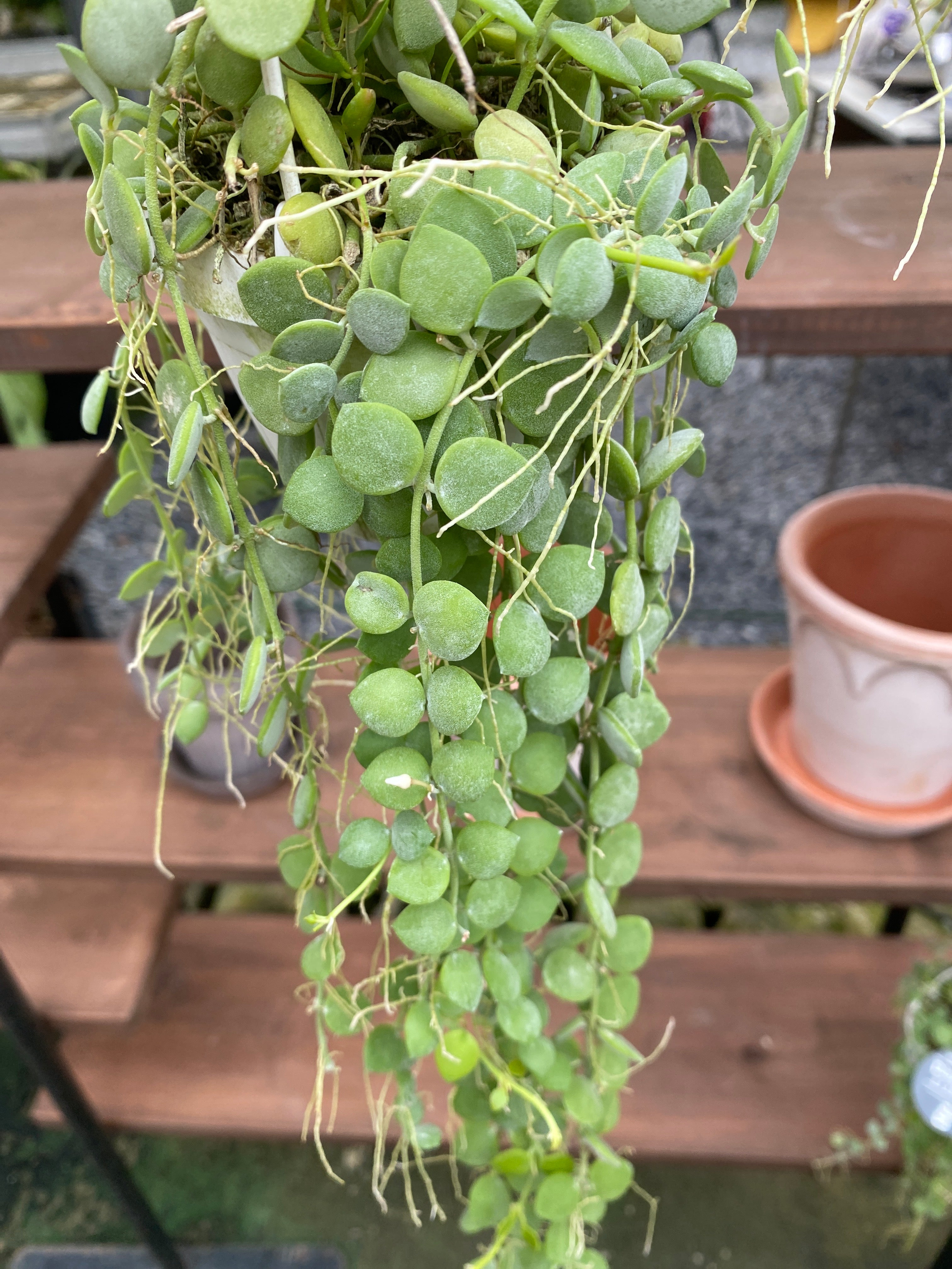 セボンスター　植物 Pickup 全ての商品 – 植物家族