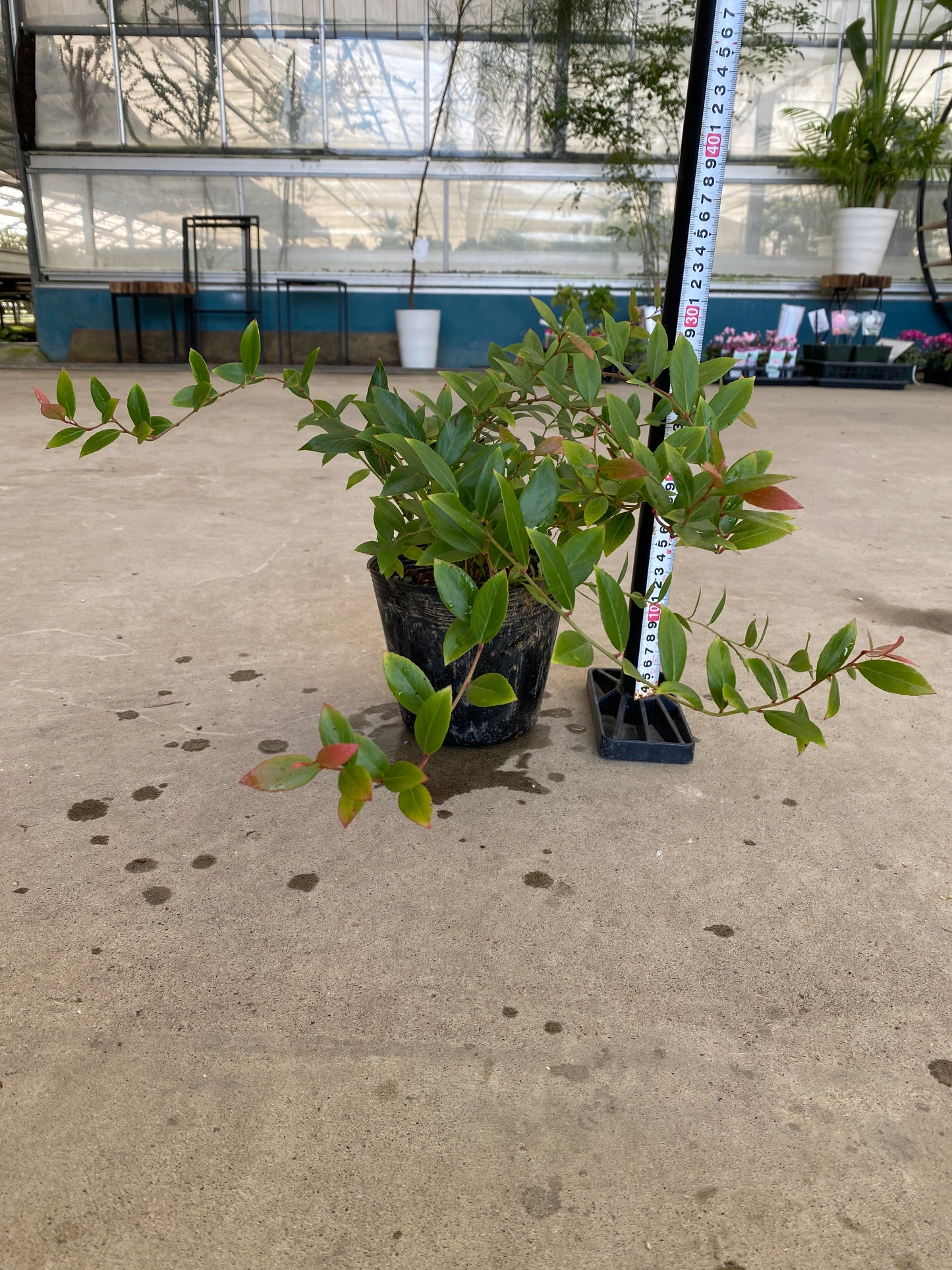 岡本緑花特集　ルコテー　リトルフレーム　5号苗ポット