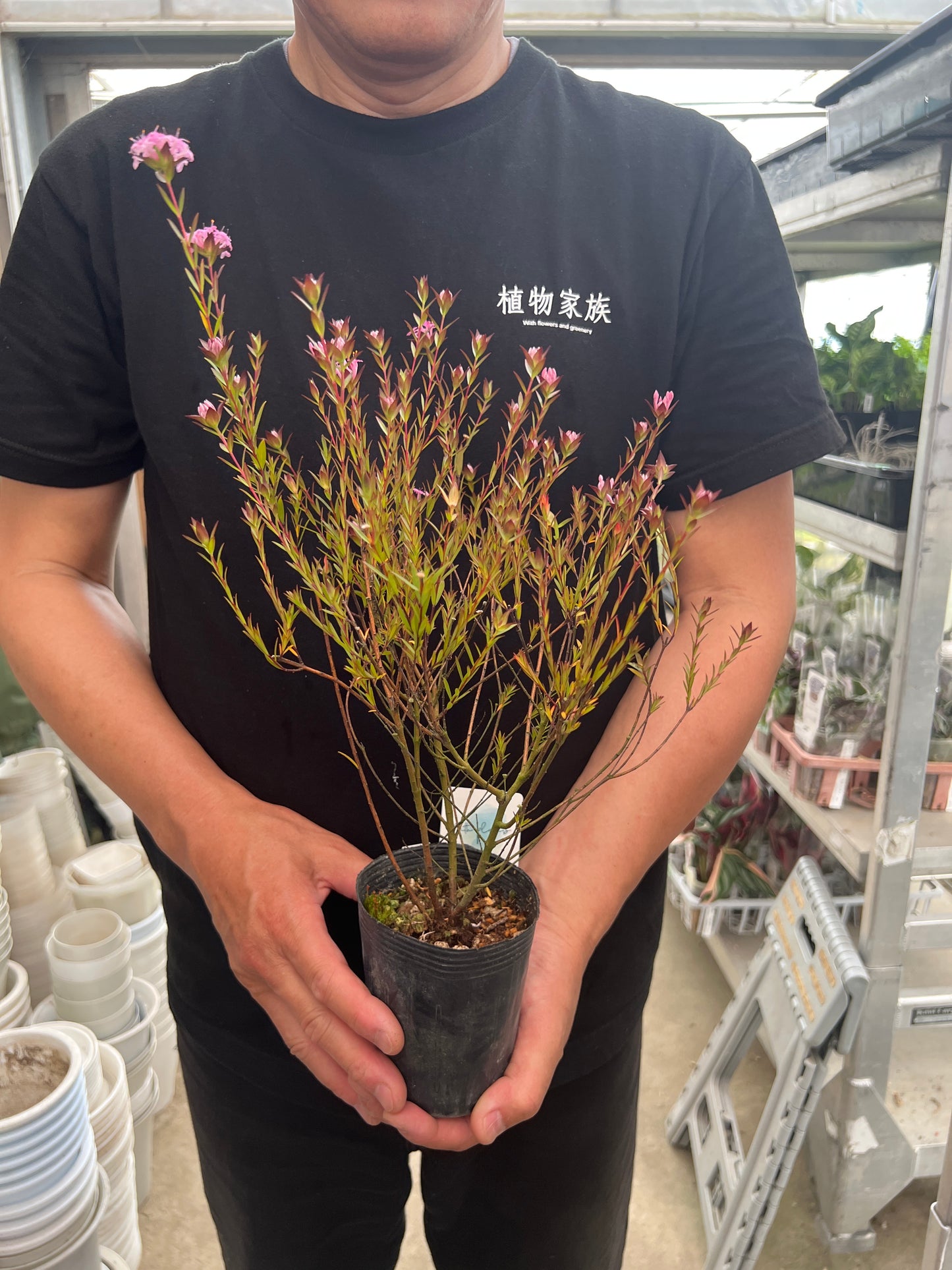 即売会SALE　No.28019　ピメレア　フォーシーズンズ　3号苗ポット