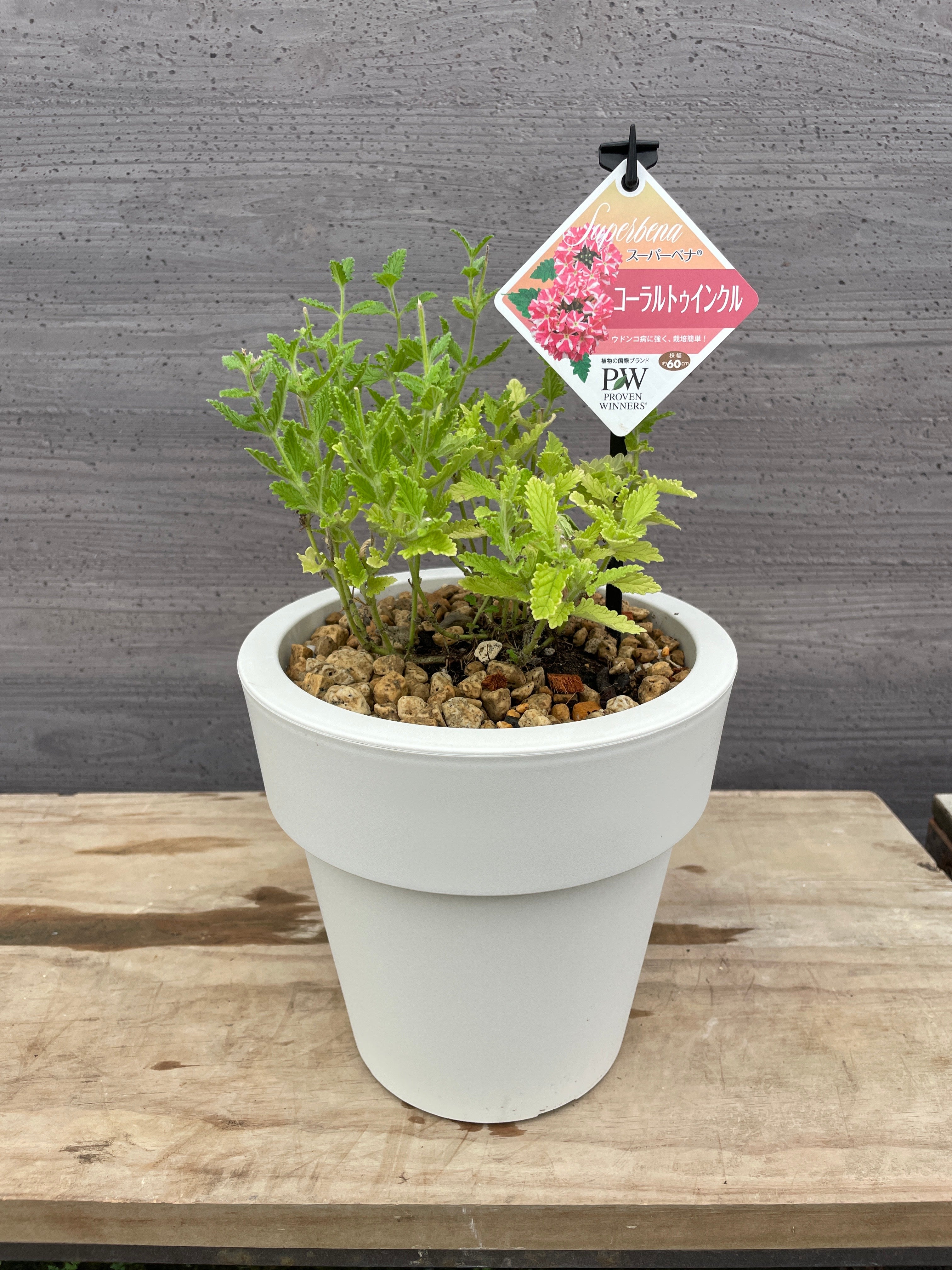 Pickup 全ての商品 – 植物家族