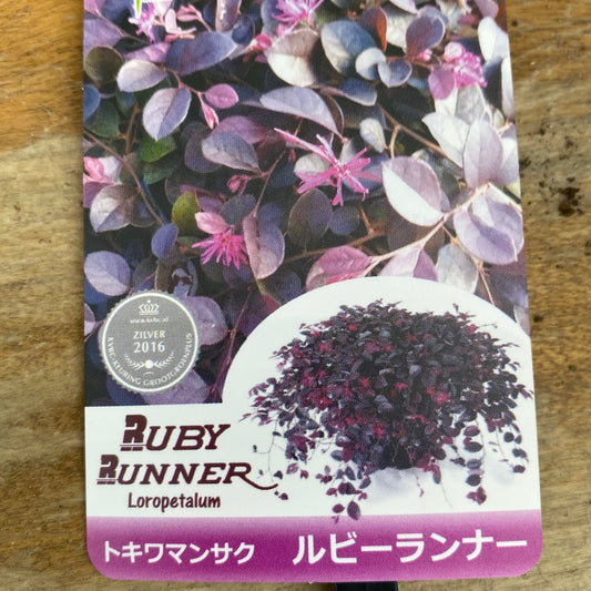 No.26010　トキワマンサク　ルビーランナー　6号グレーポット　受皿付き