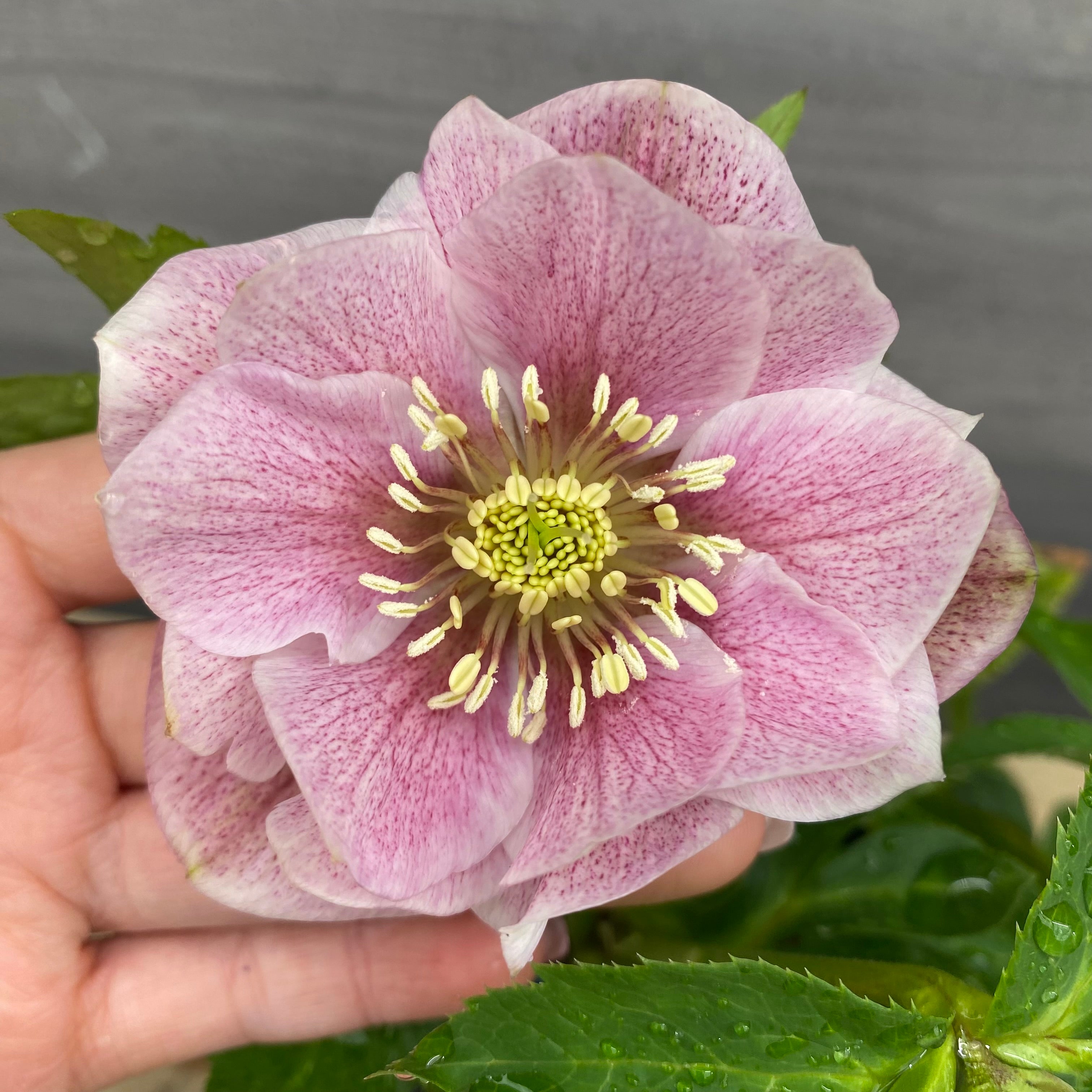 即売会 No.27073 クリスマスローズ ダブル咲き 4.5号鉢 – 植物家族