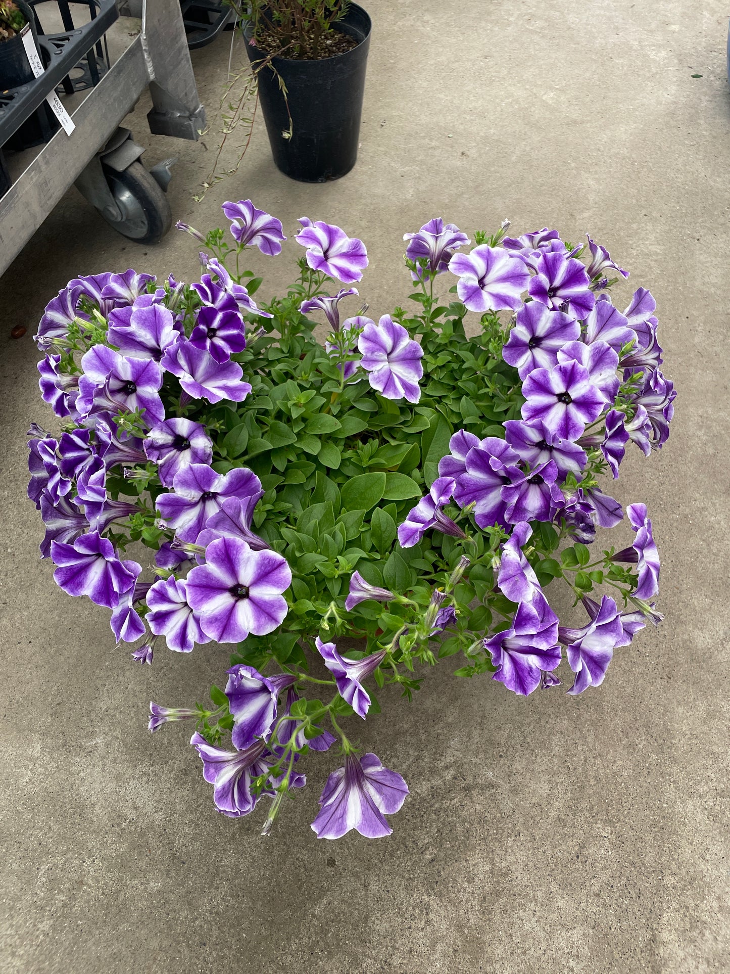 即売会SALE　No.28020　サフィニアアート　るりいろ風ぐるま　スタンド鉢