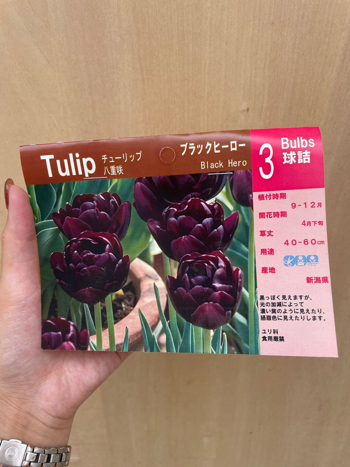 No.21020　チューリップ球根　ブラックヒーロー　3球入り