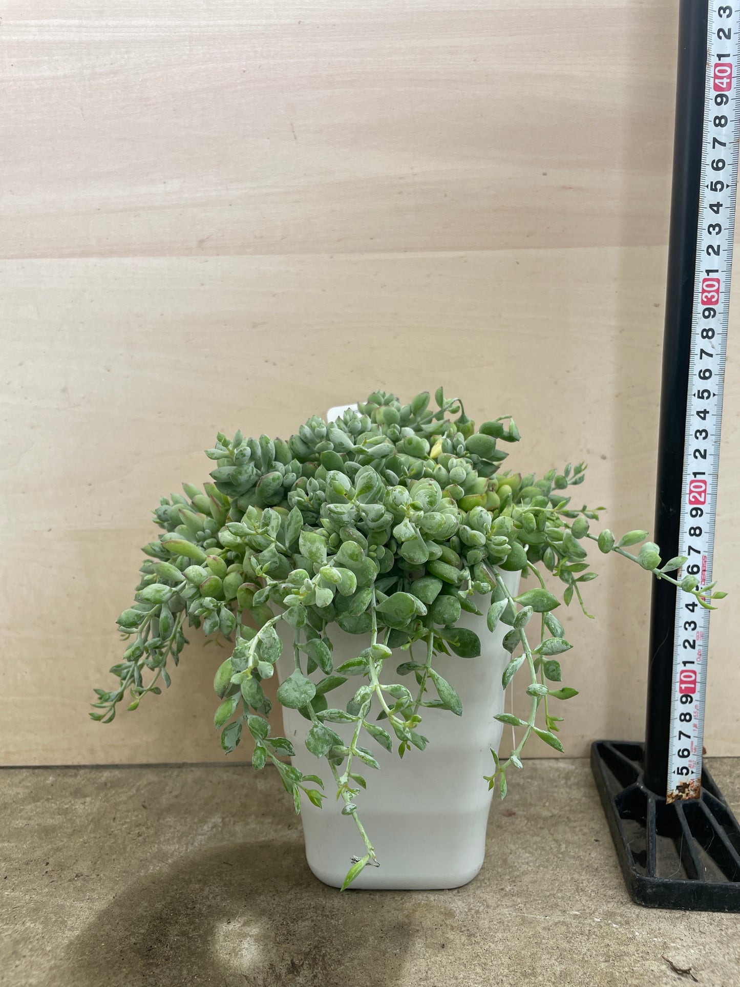 No.17043　多肉植物　コチレドン　ペンデンス　5号鉢