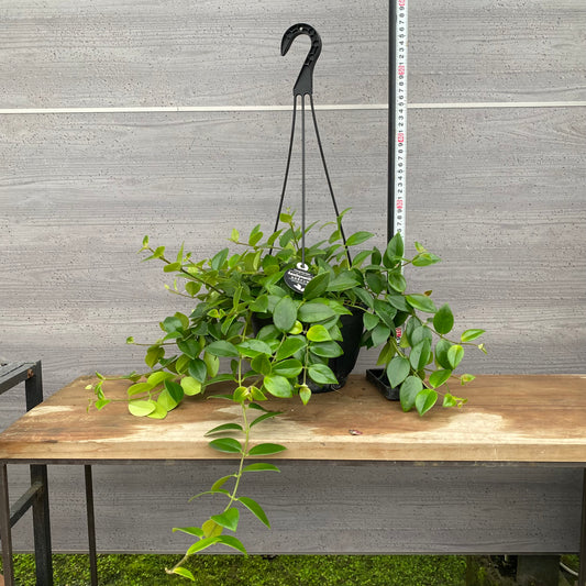 市場仕入れ即売会　No.25024　エスキナンサス　モナリザ　7号吊り鉢