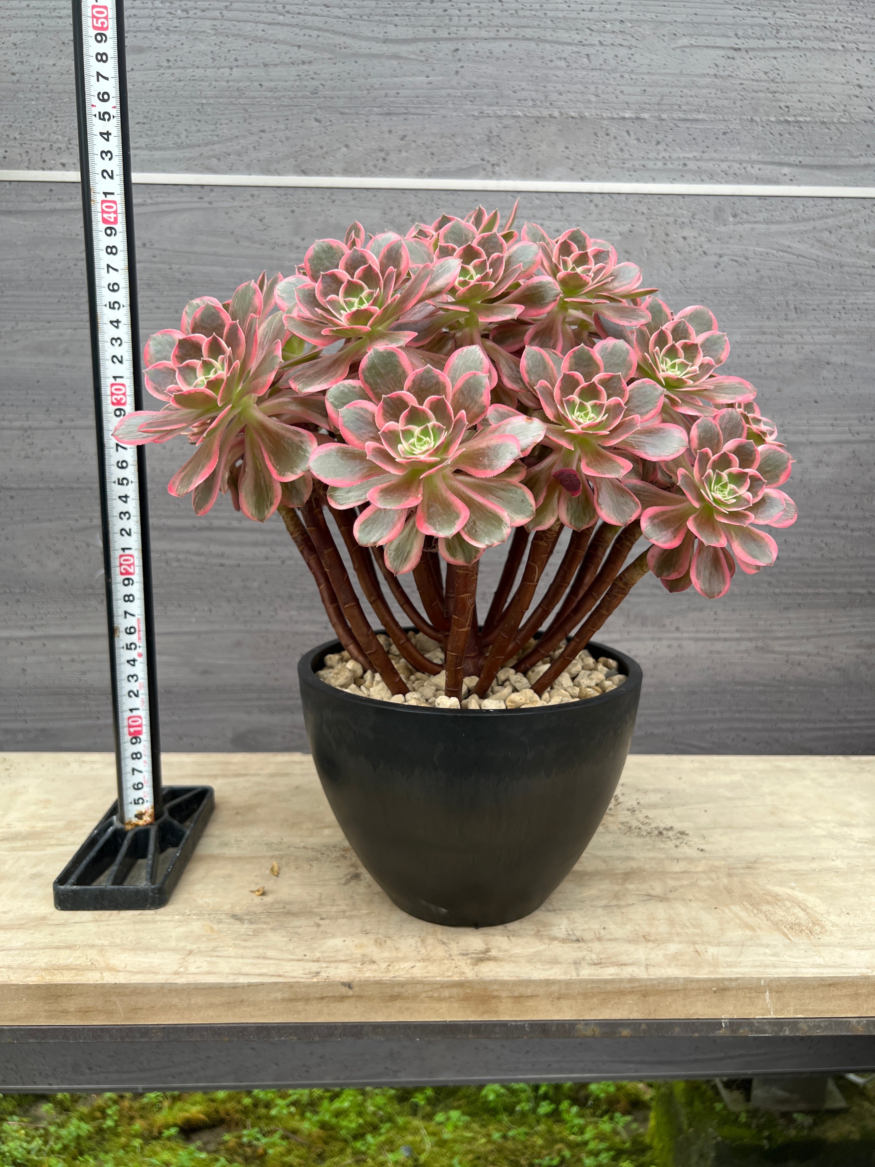 Pickup 全ての商品 – 植物家族