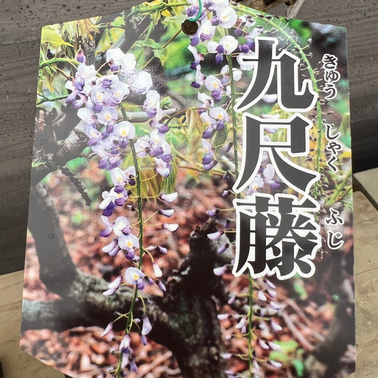 No.03002 花藤 九尺藤 6号鉢