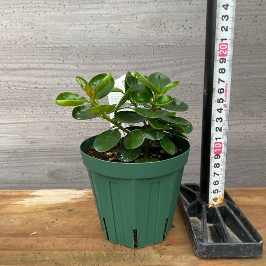 市場仕入れ即売会　No.25023　パンダガジュマル　4号鉢