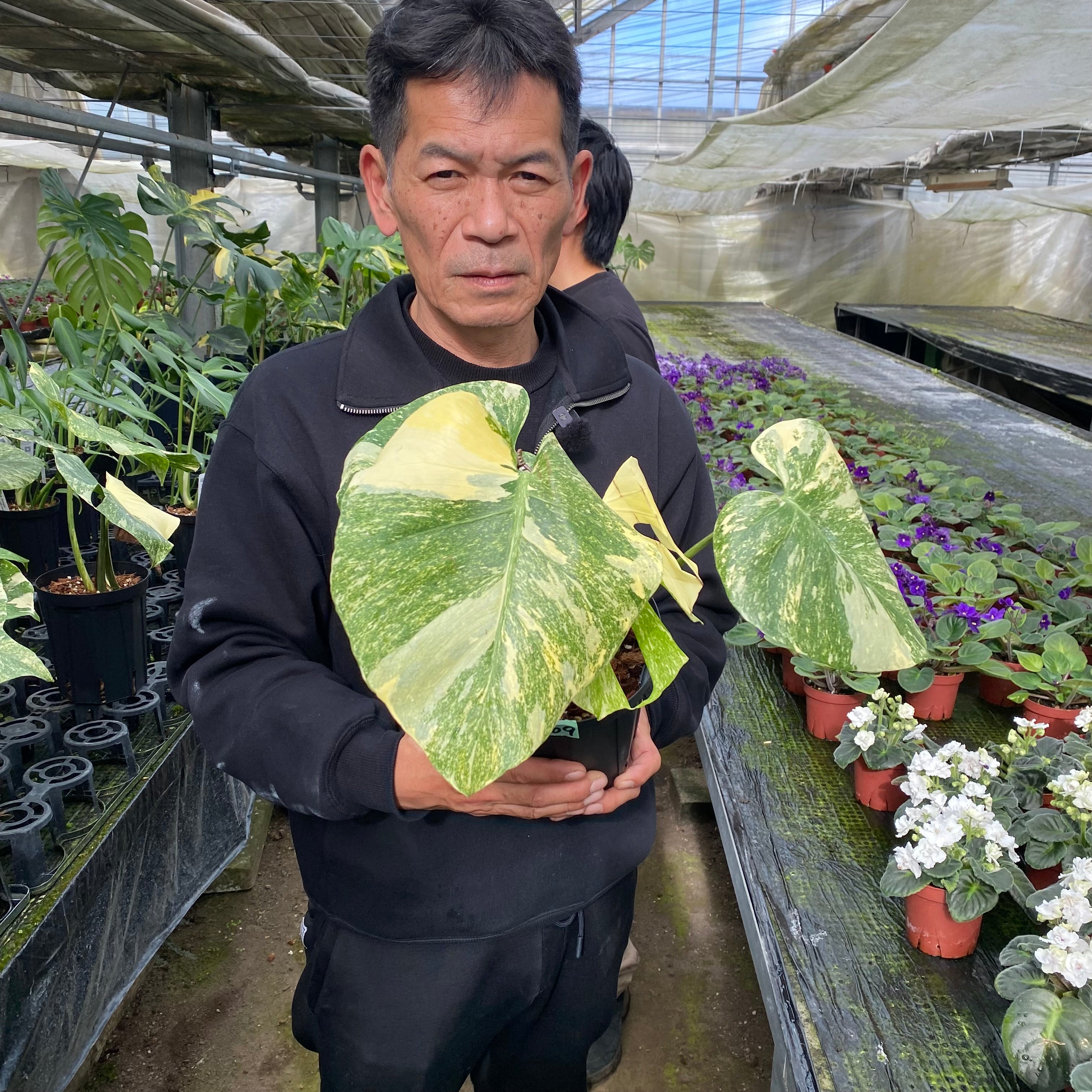 No.10009 モンステラ デリシオーサ レガシー 5号鉢 – 植物家族