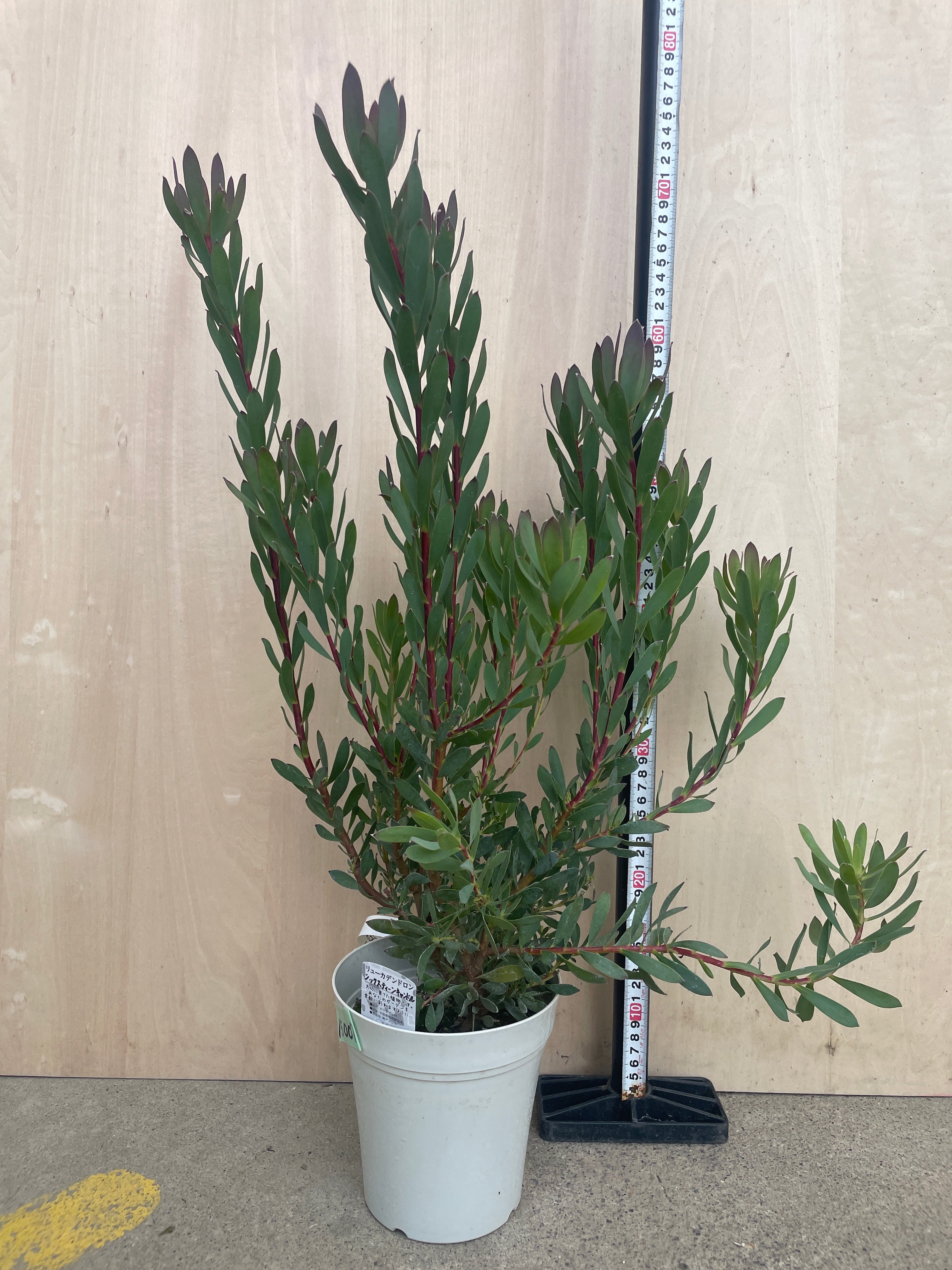Pickup 全ての商品 – 植物家族