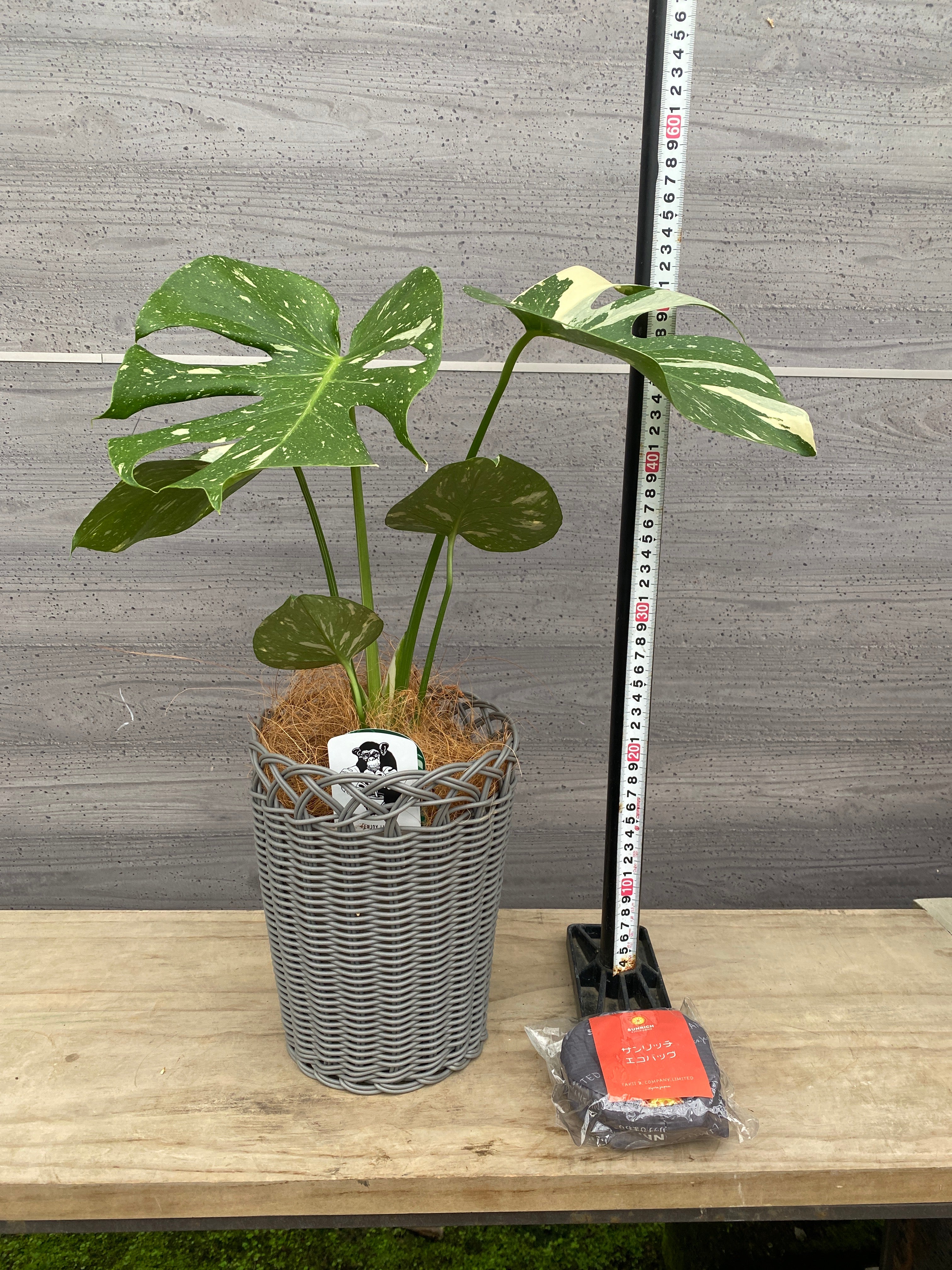 みんなの樹木  ネアリカ  【送料無料】 Pickup 全ての商品 – 植物家族