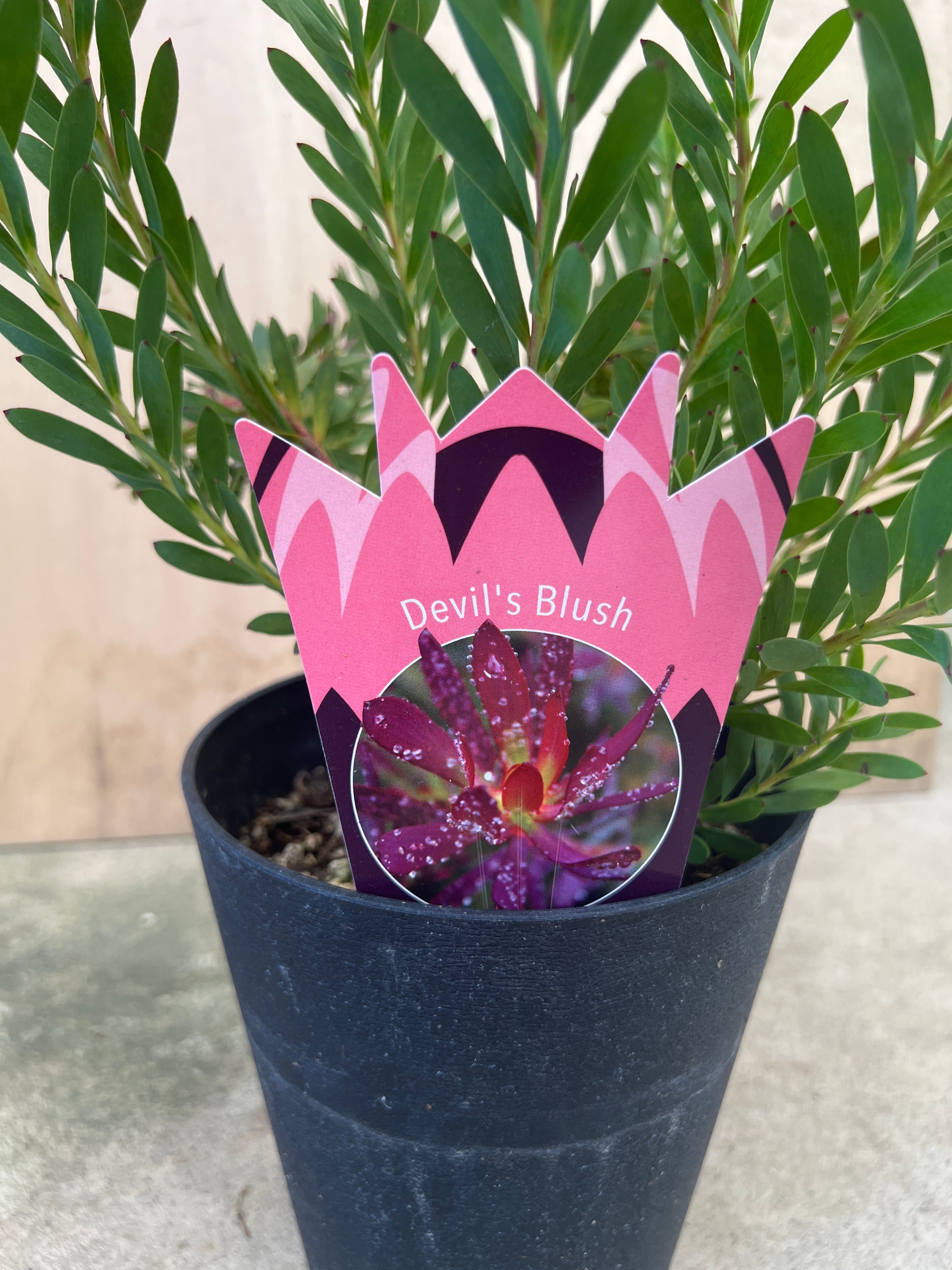 No.30027 リュウカデンドロン デビルブラッシュ 5号鉢 – 植物家族