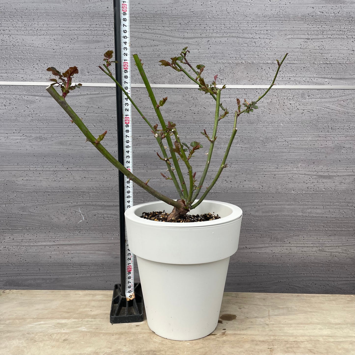 薔薇　アンヌ　7号おすすめ白ポット