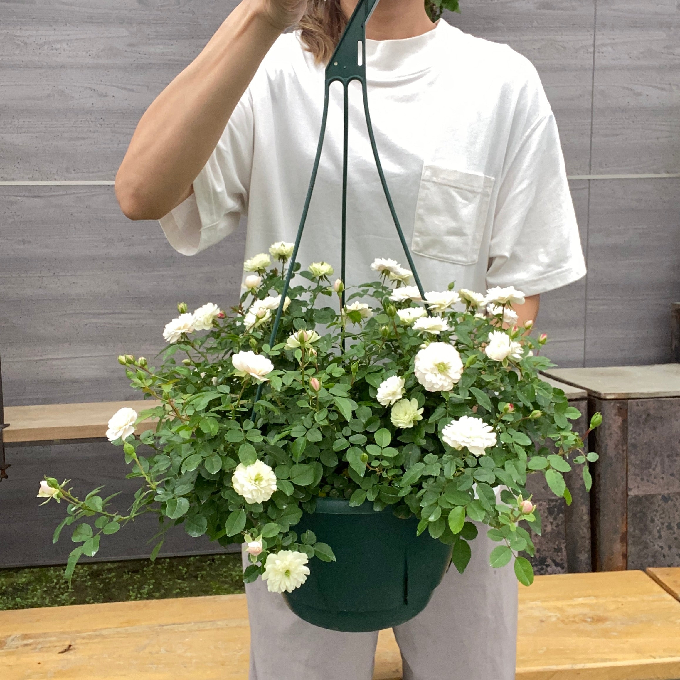 Pickup 全ての商品 – 植物家族