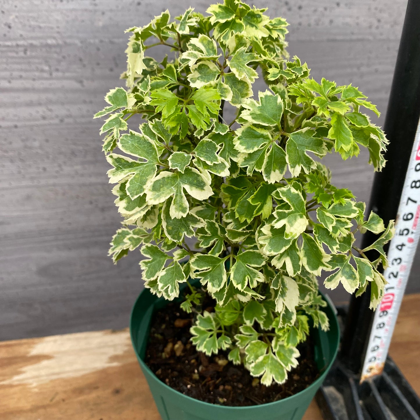 市場仕入れ即売会　No.25022　ポリシャス　4号鉢