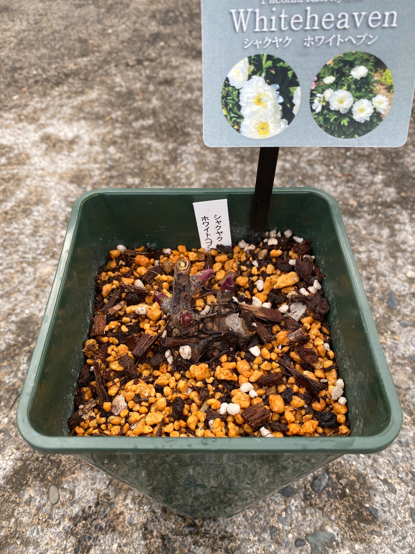 農場創業祭 No.26078　シャクヤク　ホワイトヘブン