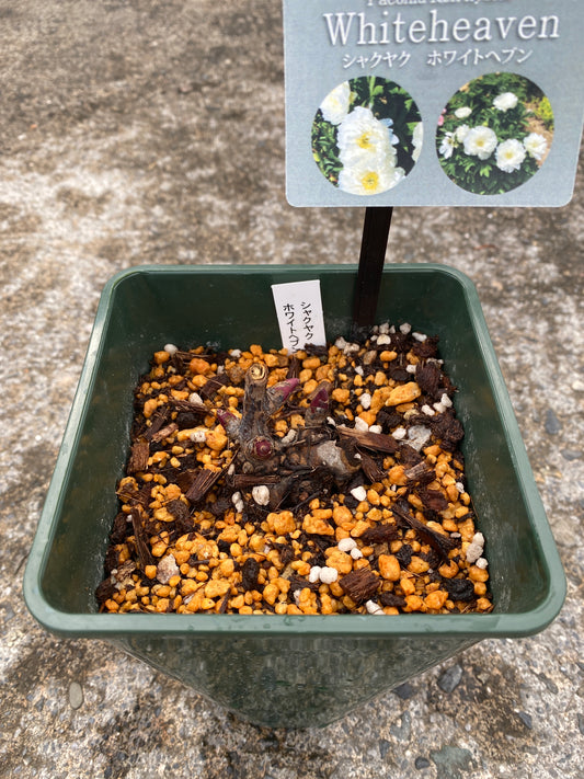 農場創業祭 No.26078　シャクヤク　ホワイトヘブン