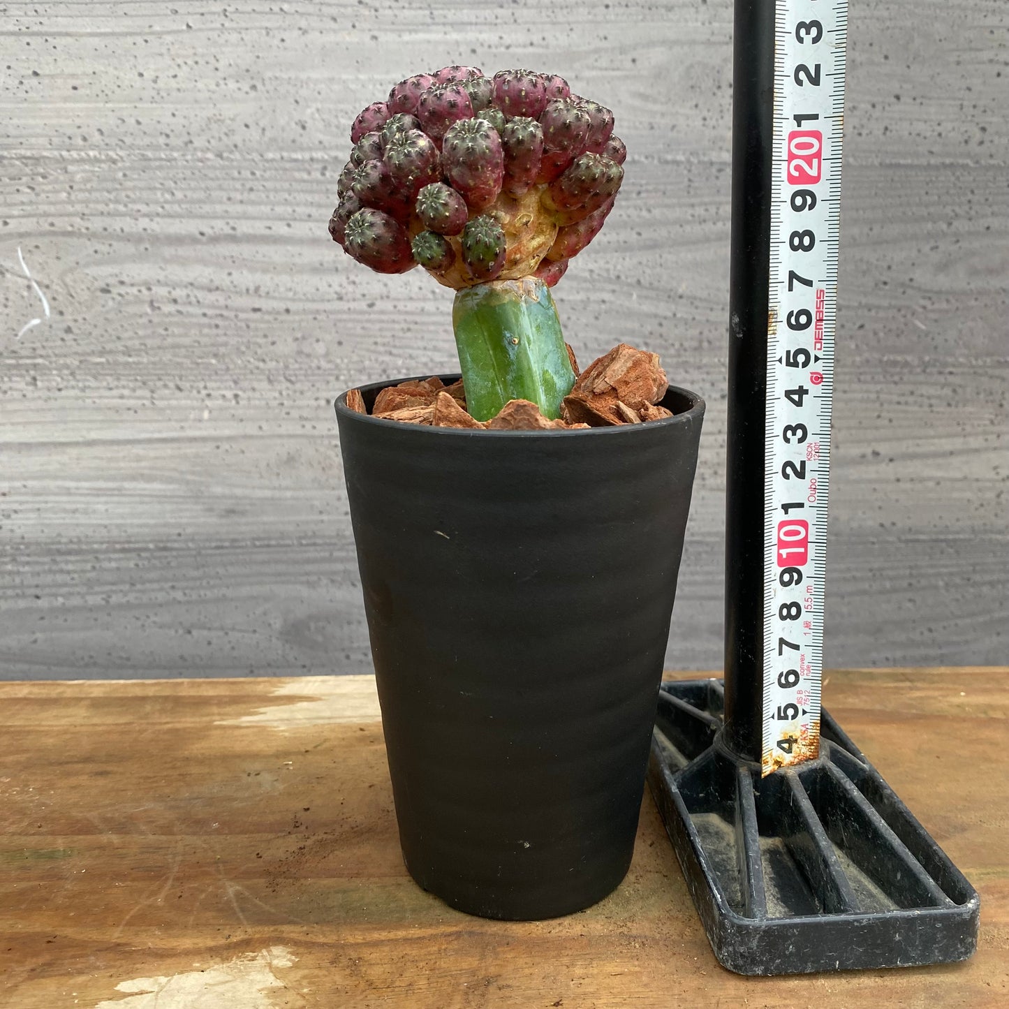 市場仕入れ即売会　No.25065　サボテン接ぎ木K　3号鉢