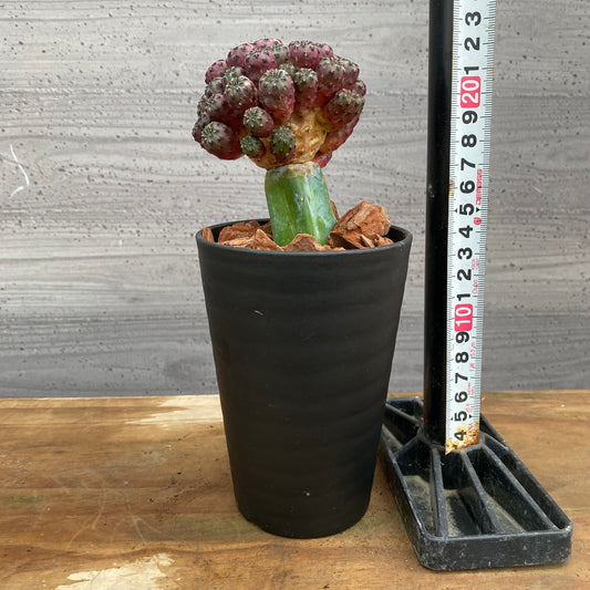 市場仕入れ即売会　No.25065　サボテン接ぎ木K　3号鉢