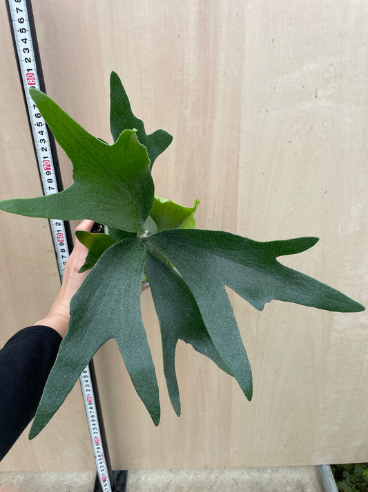 No.27017　コウモリラン　3.5号苗ポット