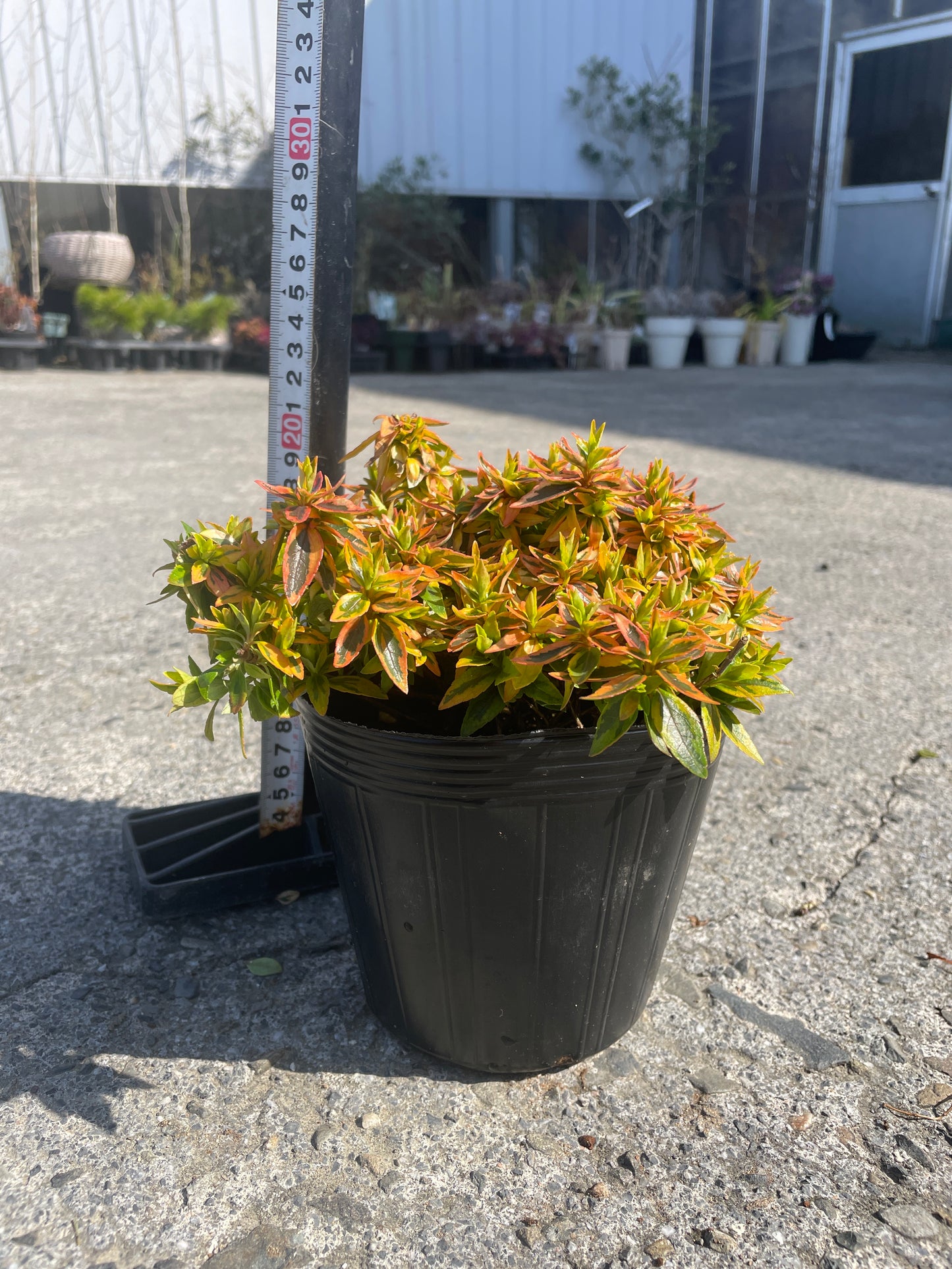 No.06005　岡本緑花　アベリア　カレイドスコープ　5号苗ポット