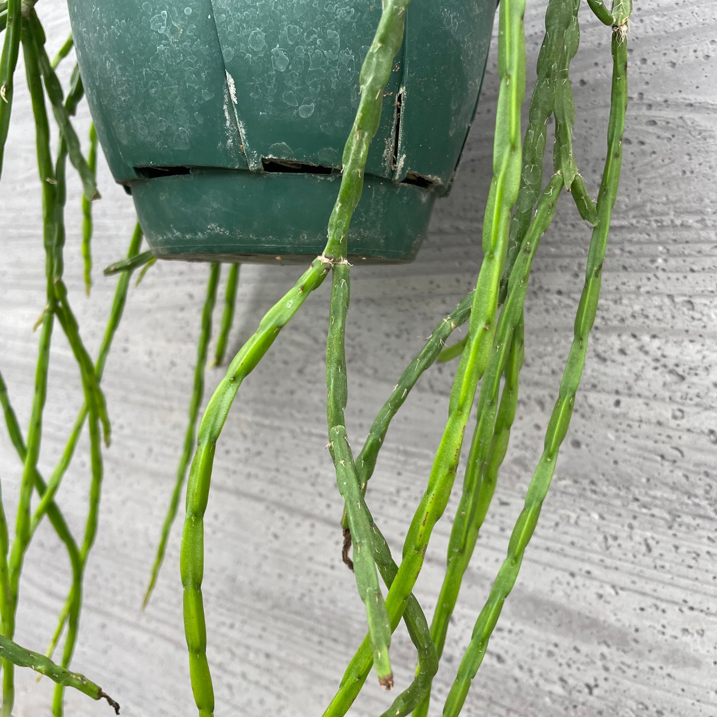 No.27003　社長おすすめ　サボテン　リプサリス　5号吊り鉢