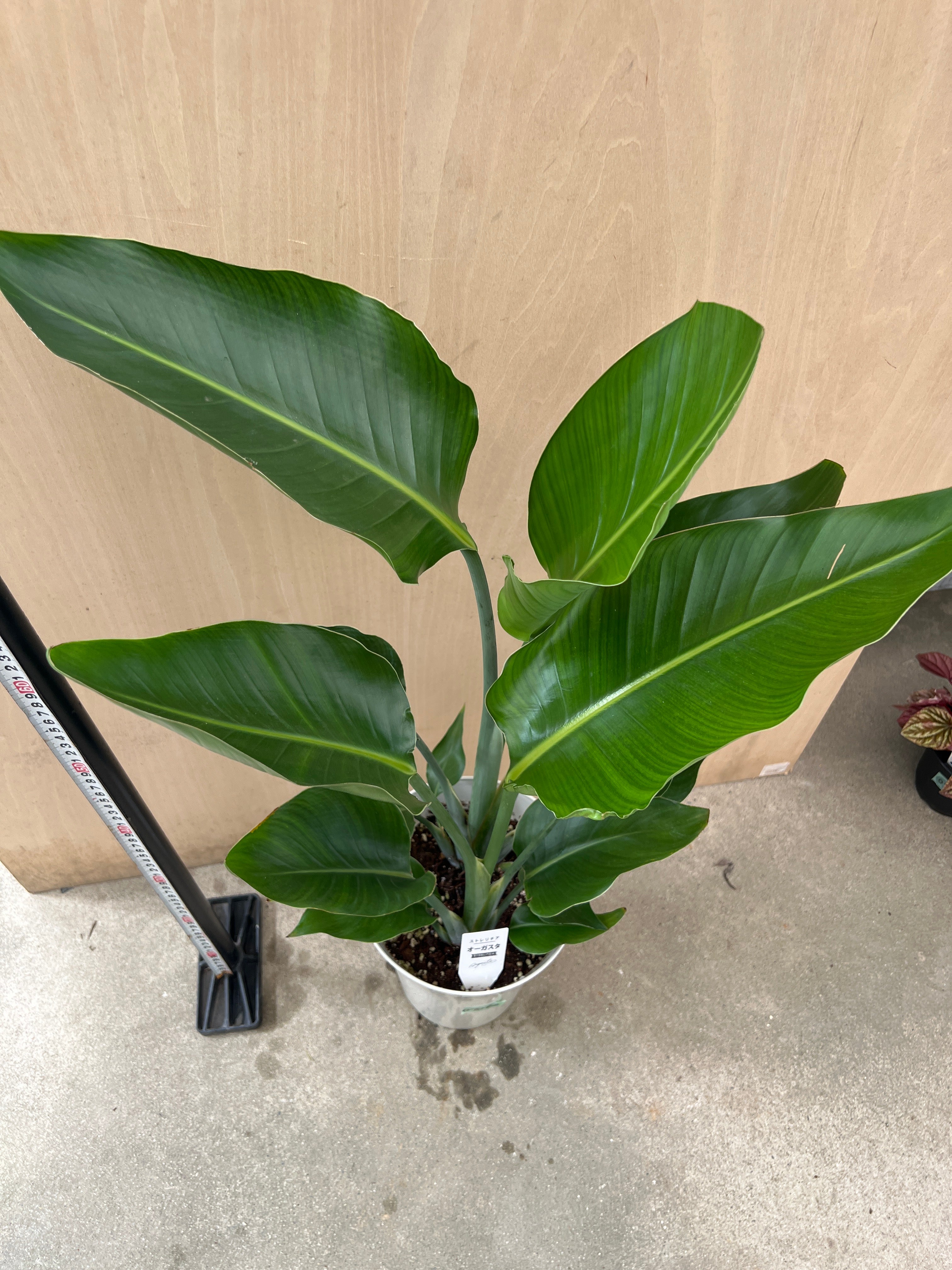 No.07092 ストレリチア オーガスタ 7号鉢 – 植物家族