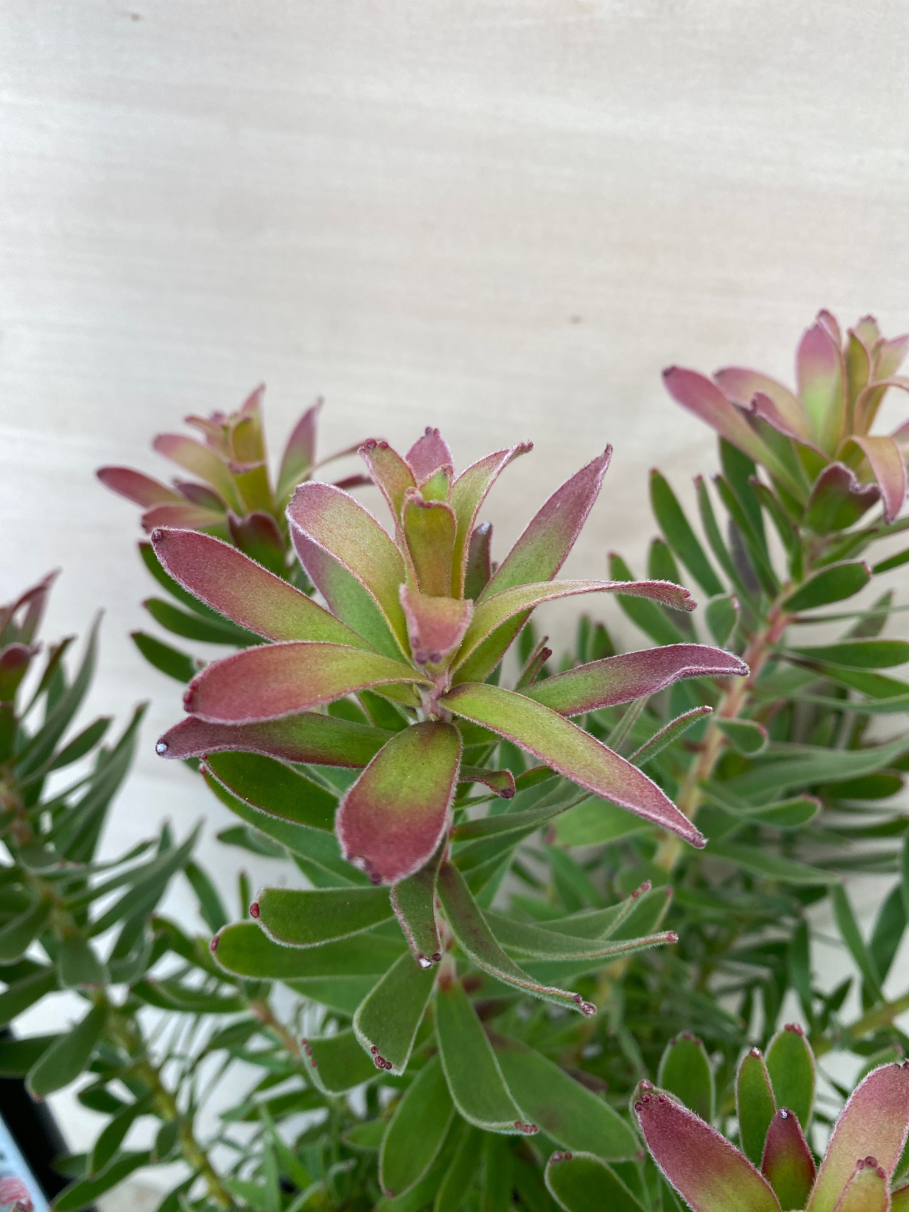 Pickup 全ての商品 – 植物家族