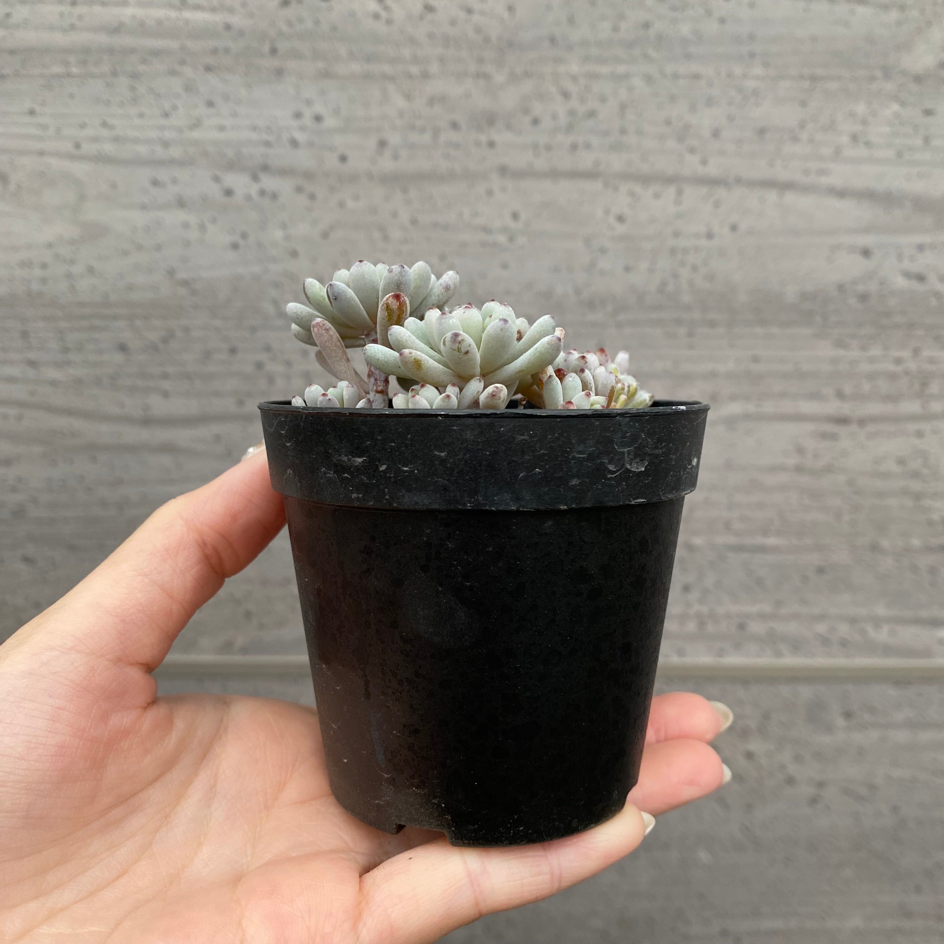 Pickup 全ての商品 – 植物家族