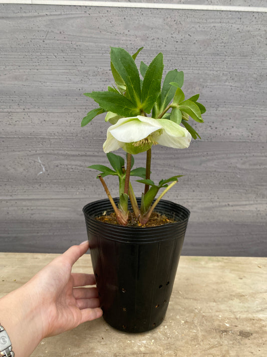 No.05147　横山園芸★クリスマスローズ　プリマドレス　5号苗ポット