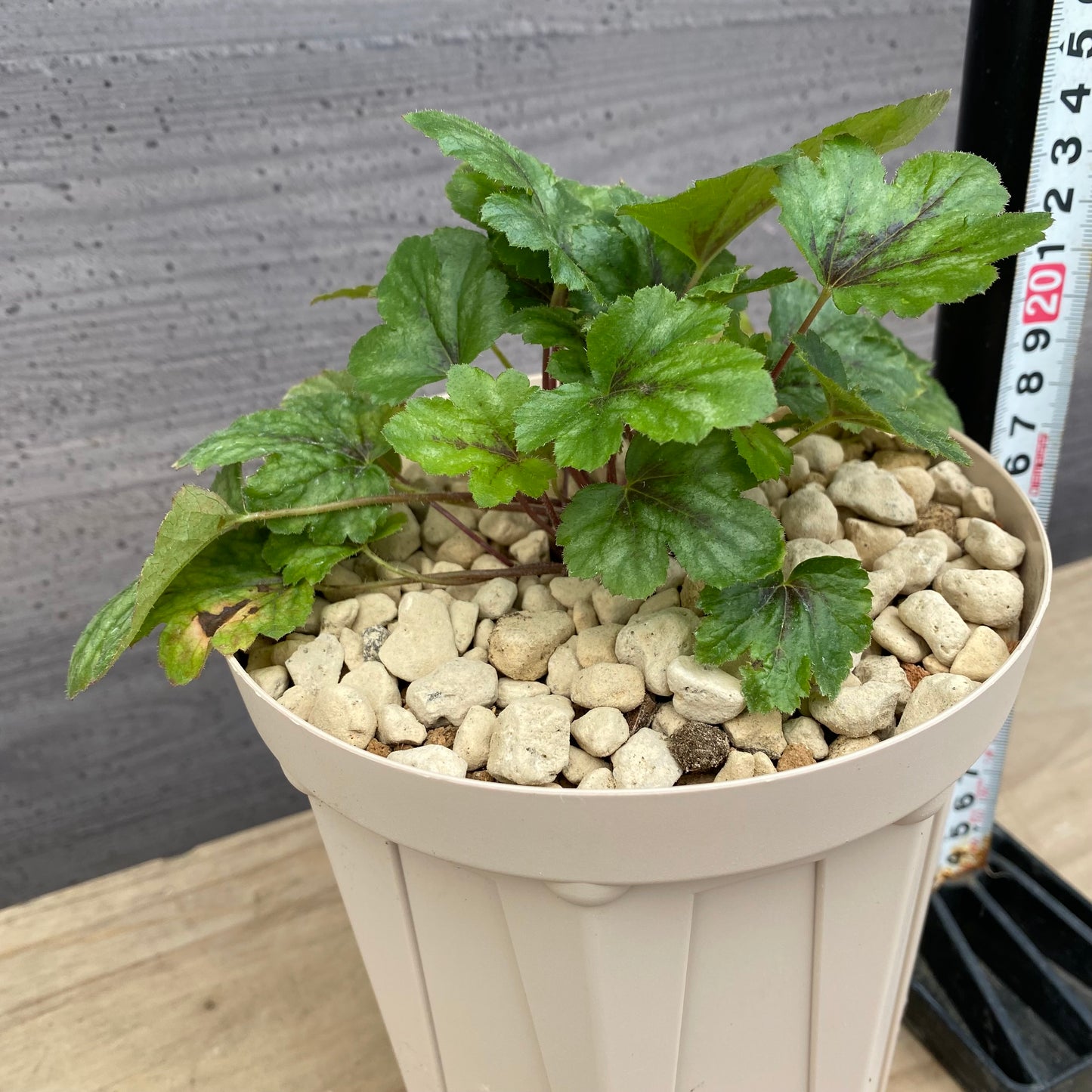 ヒューケレラ　ピンクレボリューション　5号スリット鉢/オリジナル色