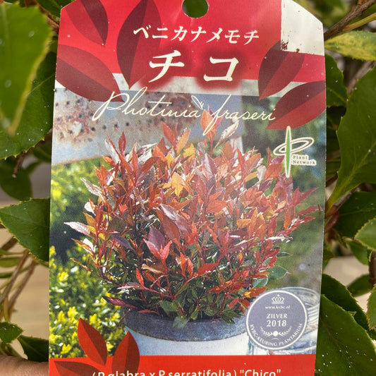 ベニカナメモチ　チコ　オリジナルポット