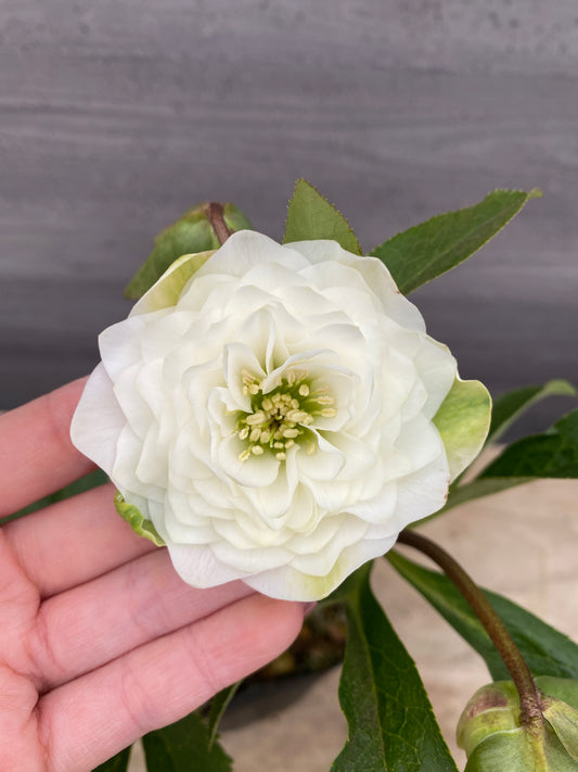 No.05090　横山園芸★クリスマスローズ　プリマドレス　5号苗ポット