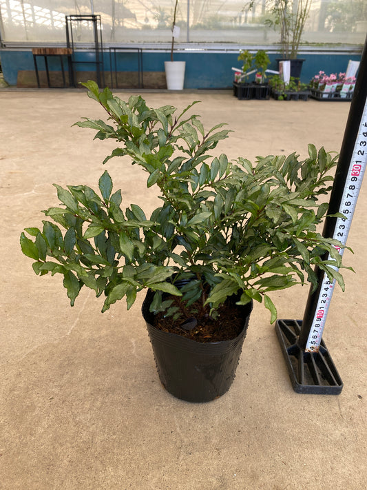 岡本緑花特集 ヒサカキ ブルームーン 5号苗ポット