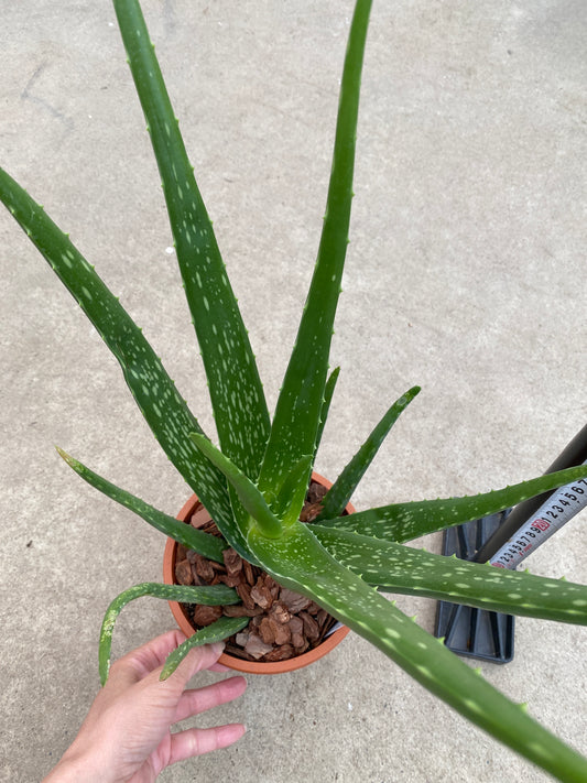 No.28010　アロエ　ベラ　5号鉢
