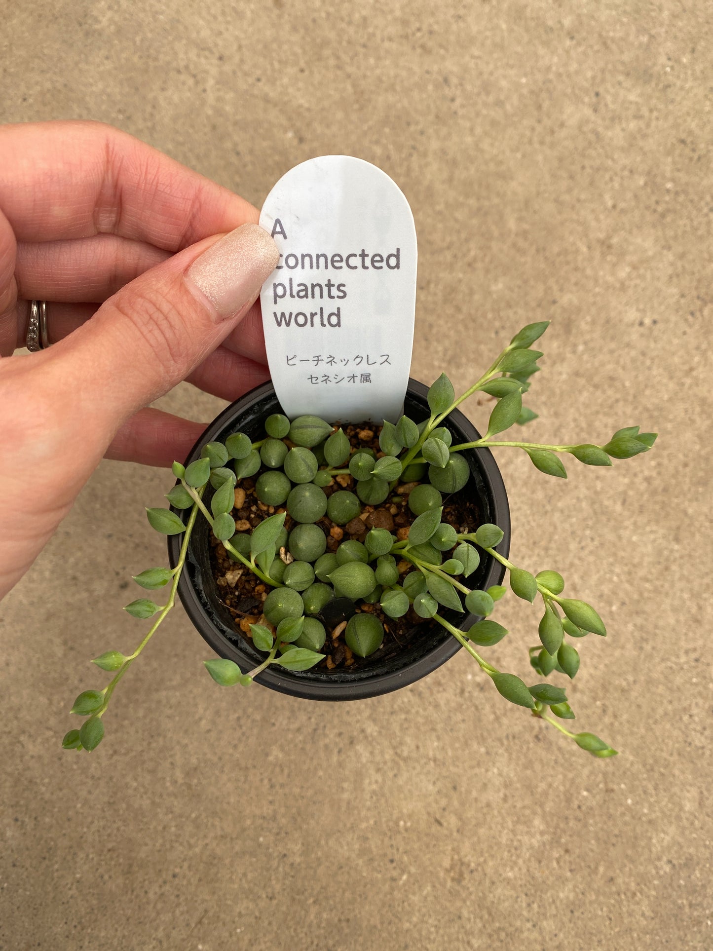 多肉植物　5個セット　アコプラ仕立て