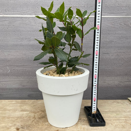 No.23013　月桂樹　ローリエ　7号おすすめ白ポット