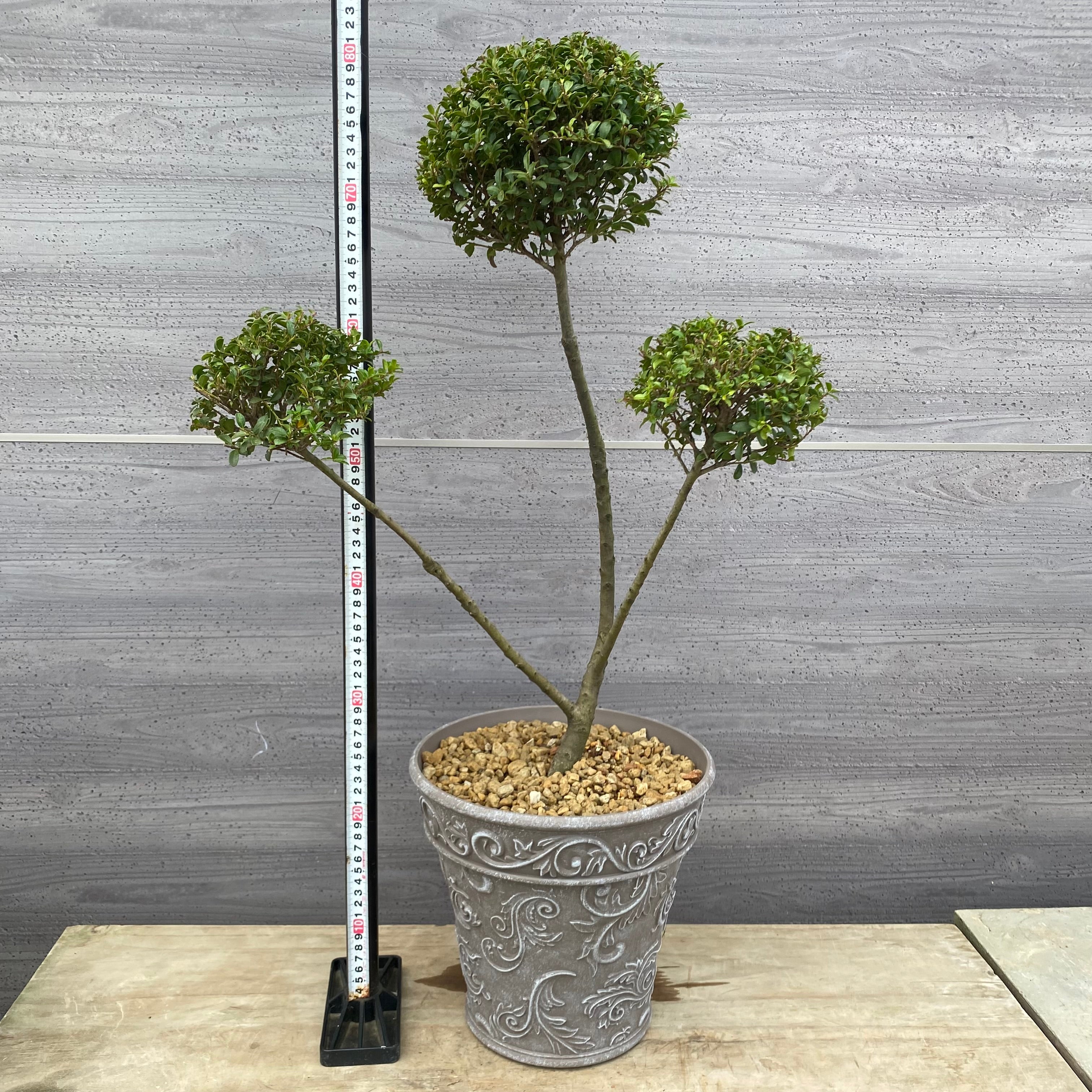 Pickup 全ての商品 – 植物家族