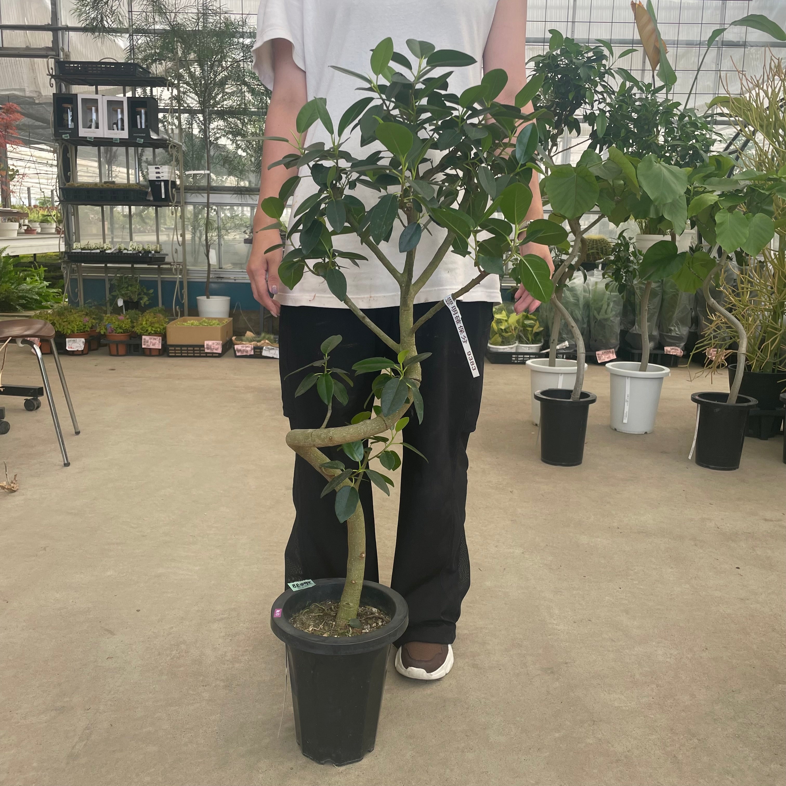 No.26038 フィカス ルビギノーサ（フランスゴムの木） 7号鉢 – 植物家族