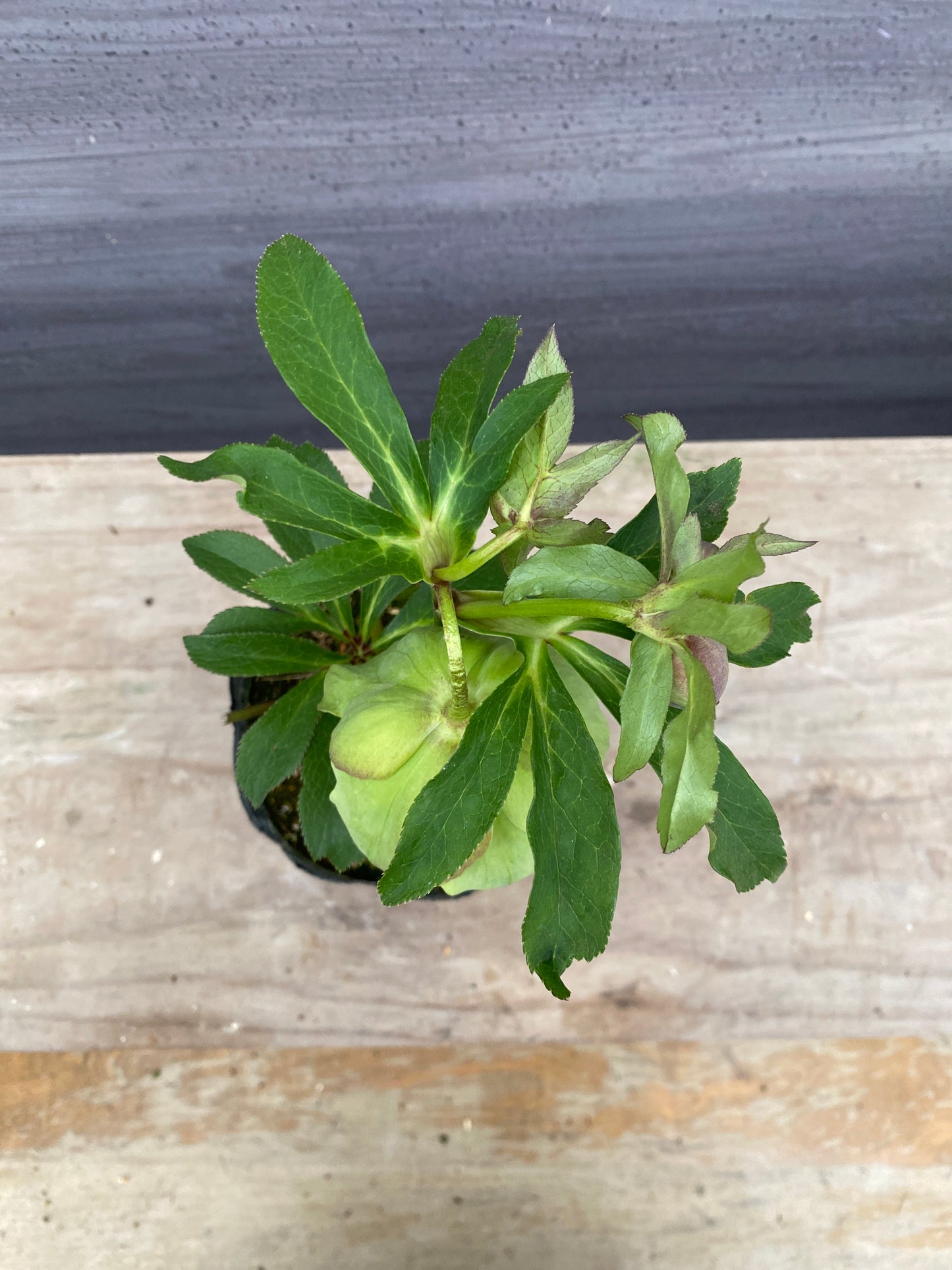 No.05123　横山園芸★クリスマスローズ　プリマドレス　5号苗ポット