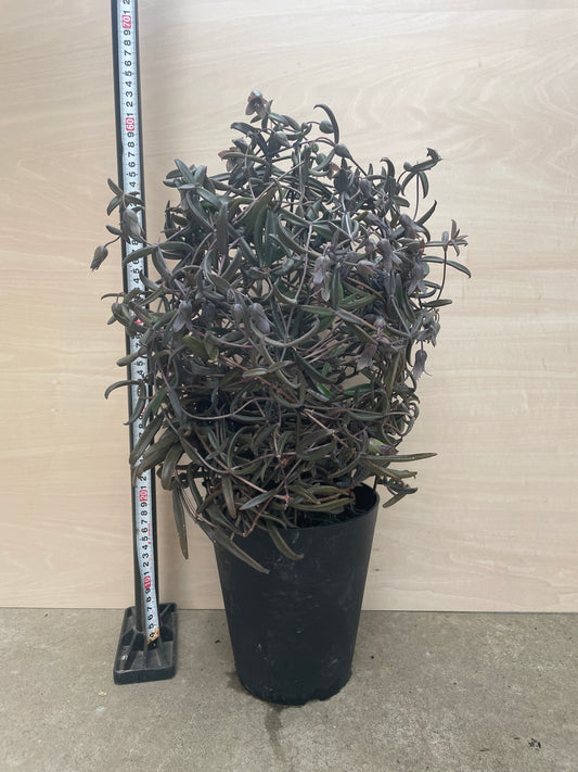 No.06025　カランコエ　ボーベルディ　黒錦蝶　6号鉢